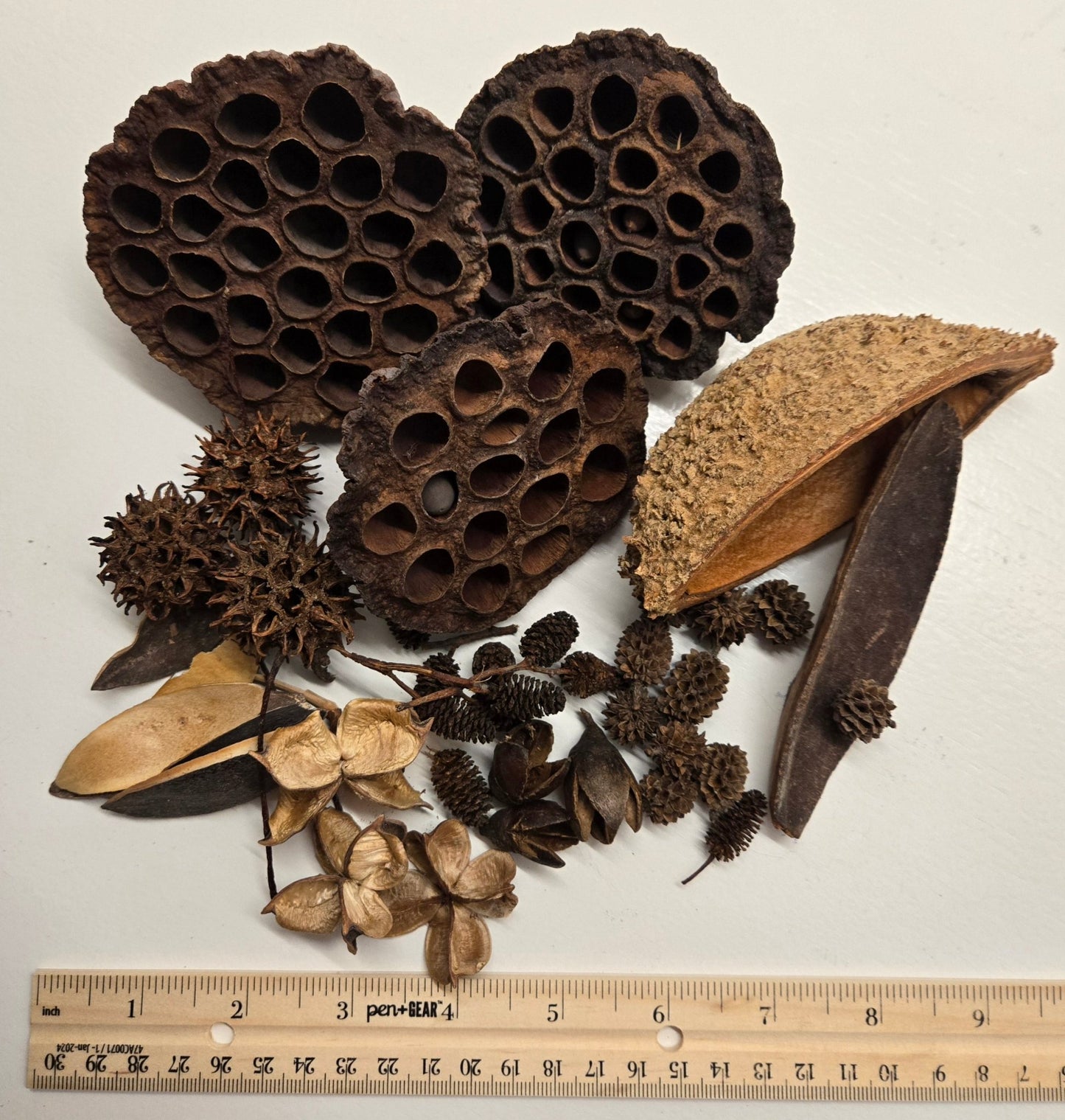 Botanical Seed Pod Variety Pack - 39 Pieces - IHEARTBUGS, INC.
