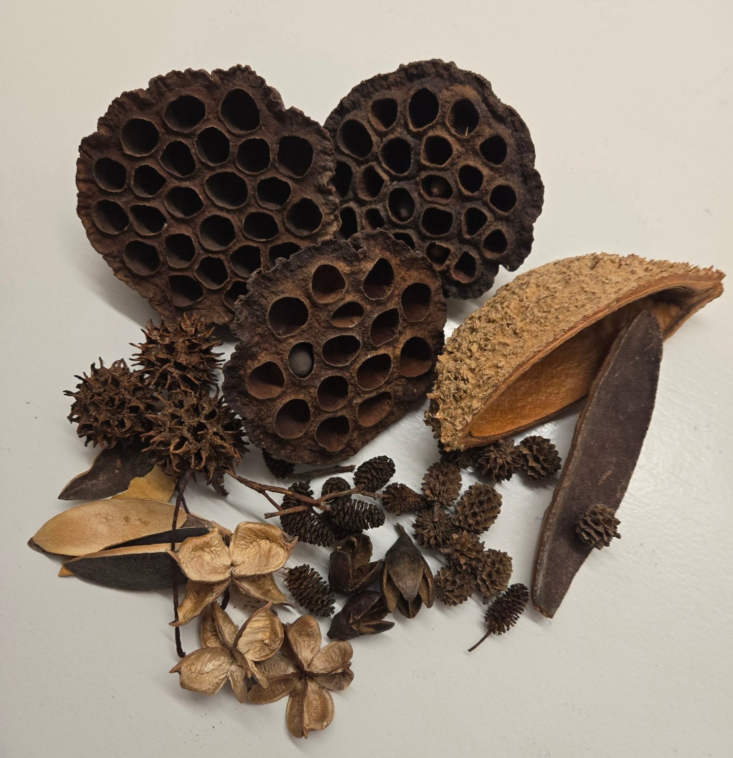 Botanical Seed Pod Variety Pack - 39 Pieces - IHEARTBUGS, INC.