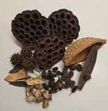 Botanical Seed Pod Variety Pack - 39 Pieces - IHEARTBUGS, INC.