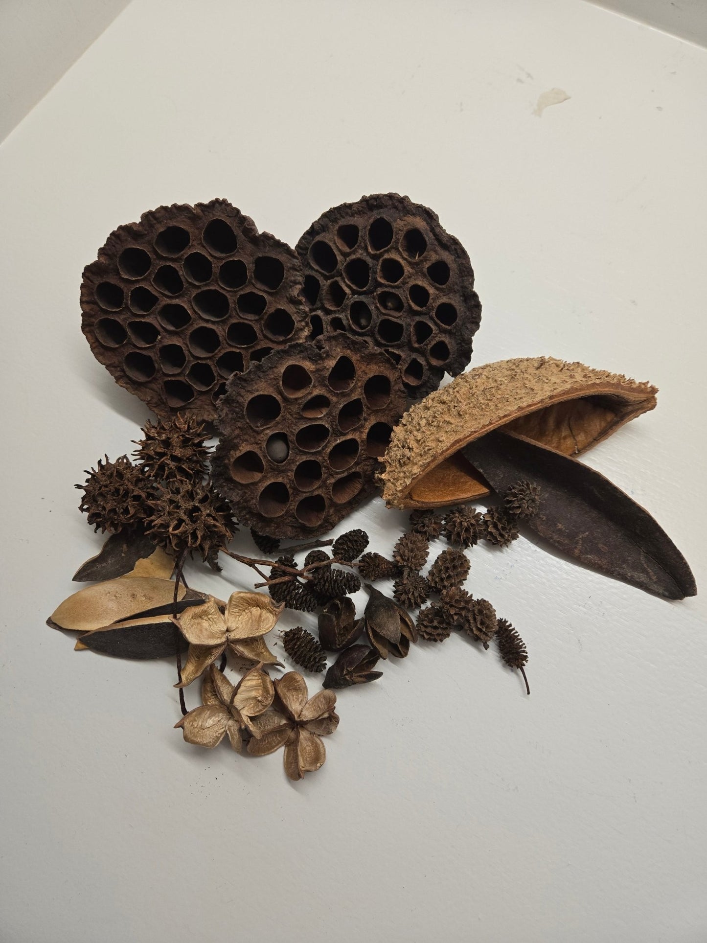 Botanical Seed Pod Variety Pack - 39 Pieces - IHEARTBUGS, INC.