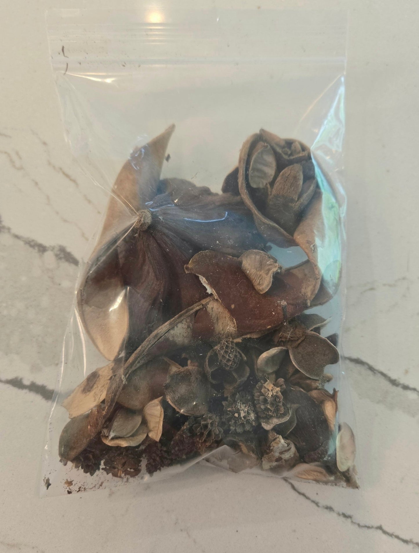 Broken & Irregular Seed Pod Grab Bag - IHEARTBUGS, INC.