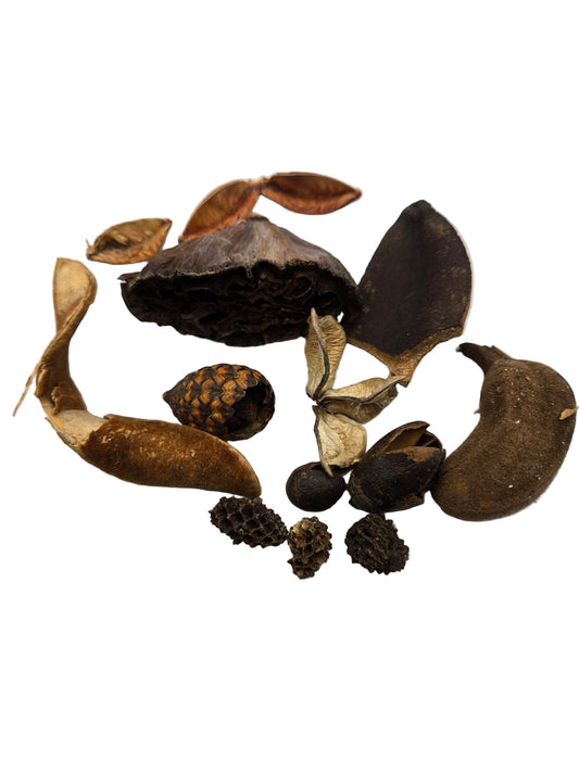 The I Heart Bugs Broken & Irregular Seed Pod Grab Bag features assorted dried seed pods and botanical elements in varied shapes, sizes, and brown tones—perfect for bioactive terrariums or isopod bins with unique textures and natural details.