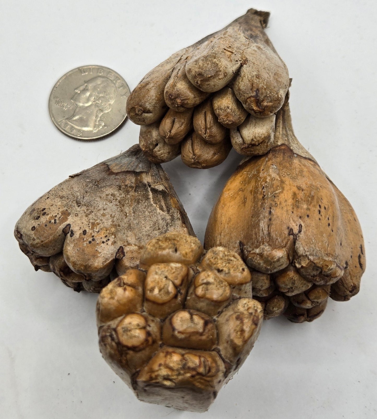 Three brown Camel Fruit Pods by I Heart Bugs, each with unique finger-like segments, are displayed near a U.S. quarter for scale on a white background—ideal as natural decor or enrichment in terrariums and reptile enclosures.