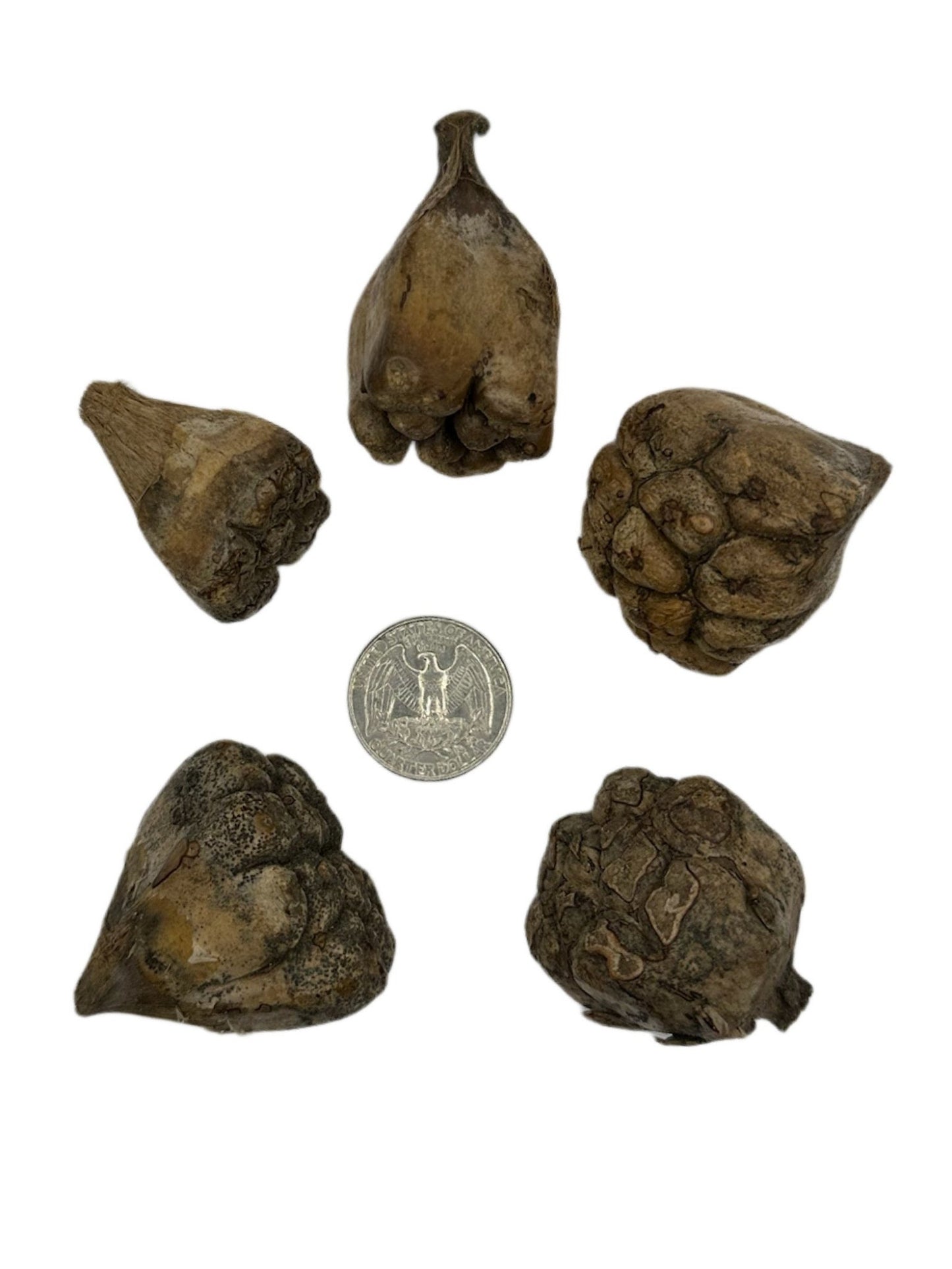 Camel Fruit Pods - IHEARTBUGS, INC.