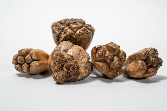 Camel Fruit Pods - IHEARTBUGS, INC.