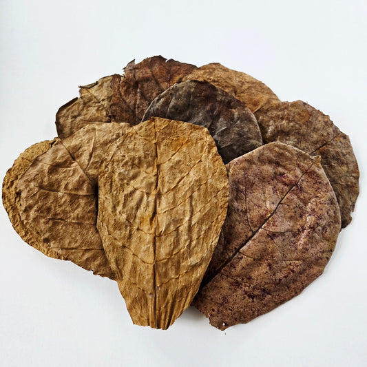 Catappa Terminalia Indian Almond Leaves - 10 medium - sized leaves - IHEARTBUGS, INC.