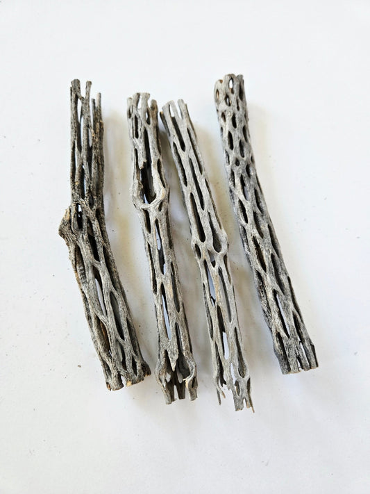 Cholla Wood (One Piece) - IHEARTBUGS, INC.