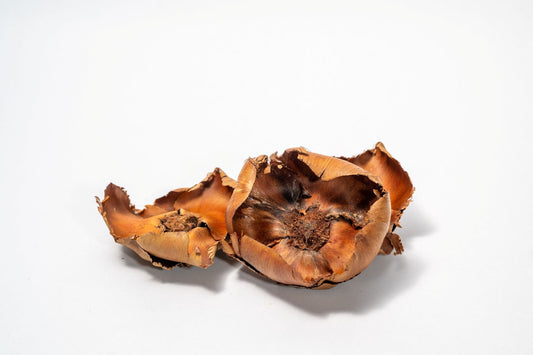 Coco Flowers (Dried Palm Caps) - IHEARTBUGS, INC.