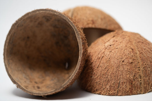 Coconut Shell Half - IHEARTBUGS, INC.