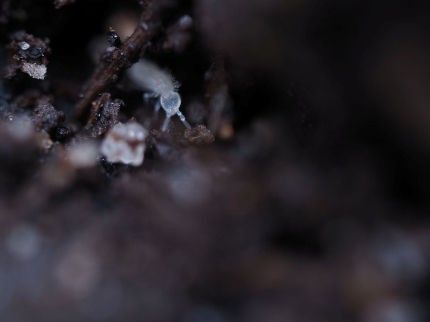 Collembola Temperate White Springtails (Folsomia candida) - IHEARTBUGS, INC.