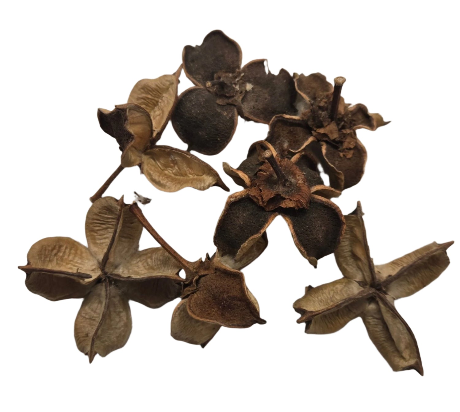 I Heart Bugs Cotton Flower Pods - 5 Count feature dried, brown, four-part pods with curled edges—ideal for unique aquarium decor or adding natural appeal to a bioactive terrarium.