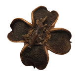 I Heart Bugs Cotton Flower Pods – 5 Count: Dried brown pods with five rounded petals and rough texture, ideal for adding a natural, bioactive touch to terrariums or aquariums. Displayed against a plain white background.