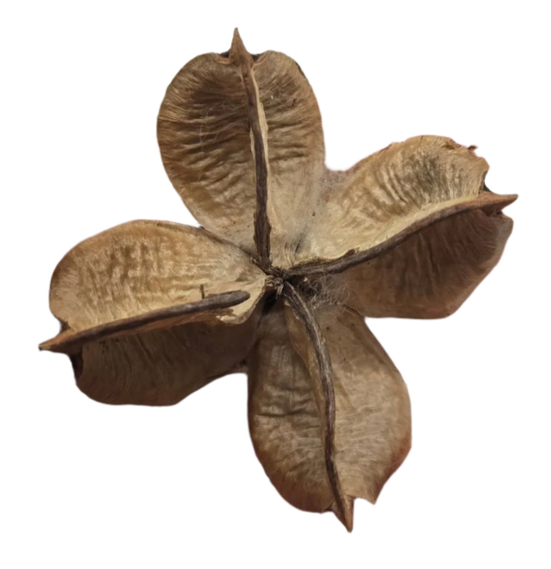 A close-up of I Heart Bugs Cotton Flower Pods—dry, brown, and textured with curled sections. Perfect for unique aquarium decor or adding natural detail to a bioactive terrarium. Sold as a 5 count; isolated on white background.