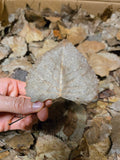 A hand displays a single dry, heart-shaped leaf over a textured layer of I Heart Bugs Cottonwood Leaf Litter/Leaves (1 gallon), evoking the natural autumn tones found in bioactive enclosures.