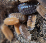 Close-up of Anemone Isopods (Cubaris murina) by I Heart Bugs, beginner-friendly pill bugs in shades from grayish-purple to tan. Clustered together on a rough brown surface, their segmented bodies and tiny legs are easy to see.
