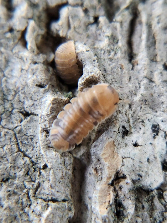 Close-up of two small, segmented Anemone Isopods (Cubaris murina) from I Heart Bugs on rough, grayish-brown bark. The sharply focused foreground isopod displays a ridged back while another appears slightly blurred in the background.