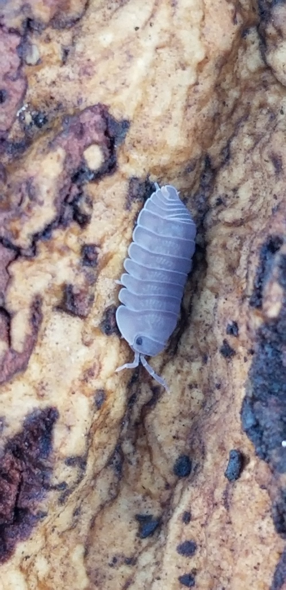 Cubaris Murina "Little Sea" - IHEARTBUGS, INC.