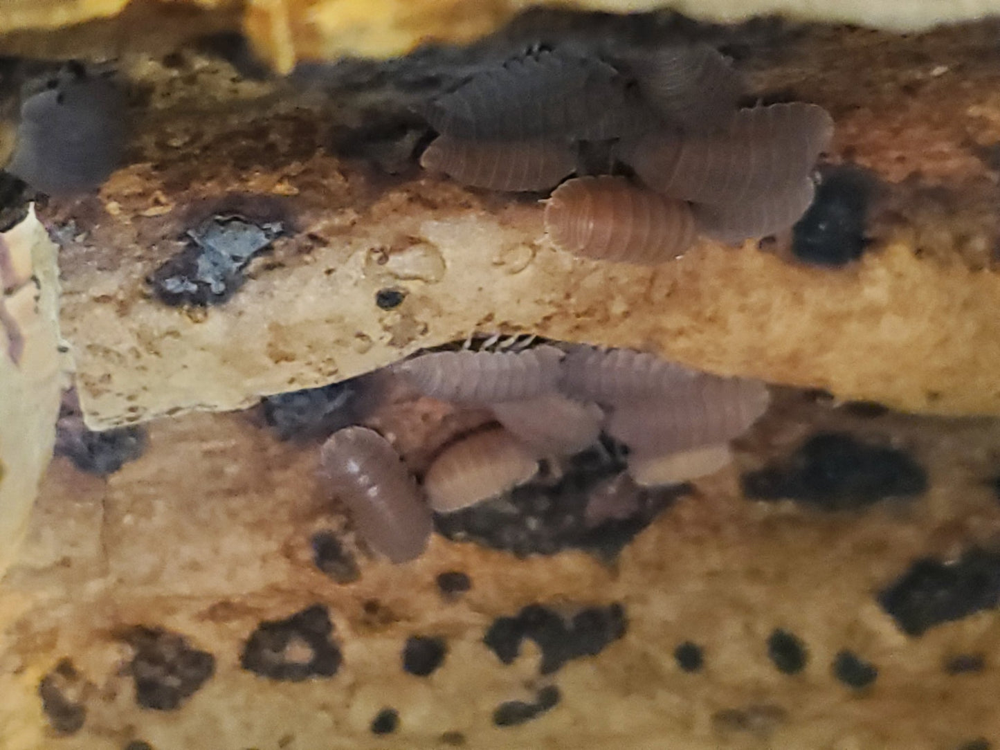 Cubaris murina "Mix" - IHEARTBUGS, INC.