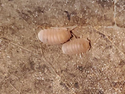 Two pale, segmented Papaya Isopods (Cubaris murina) from I Heart Bugs, with distinct ridges on their backs, are close together on a rough brown surface—perfect for bioactive enclosures. Lighting accentuates their color against the dark background.