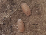 Two light brown Papaya Isopods (Cubaris murina) from I Heart Bugs, with segmented oval bodies, crawl on a rough surface. Ideal for bioactive enclosures, these pill bugs are diagonally arranged against the textured backdrop.