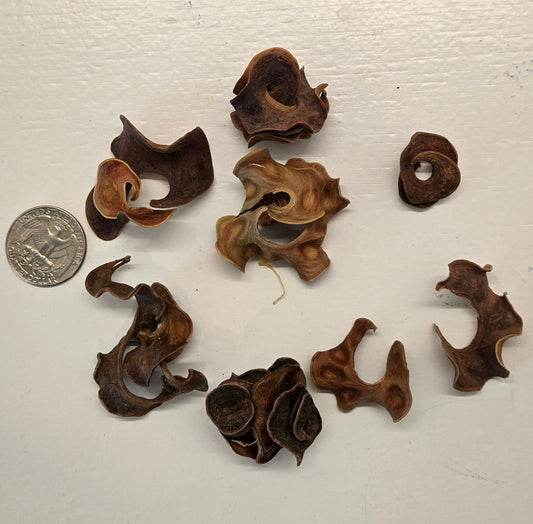 Curly Pods - 1 ounce by I Heart Bugs features twisted, brown seed pods with rough textures. Arranged in a circle on a light background, their small size is shown next to a U.S. quarter—ideal as natural decor or for terrariums.