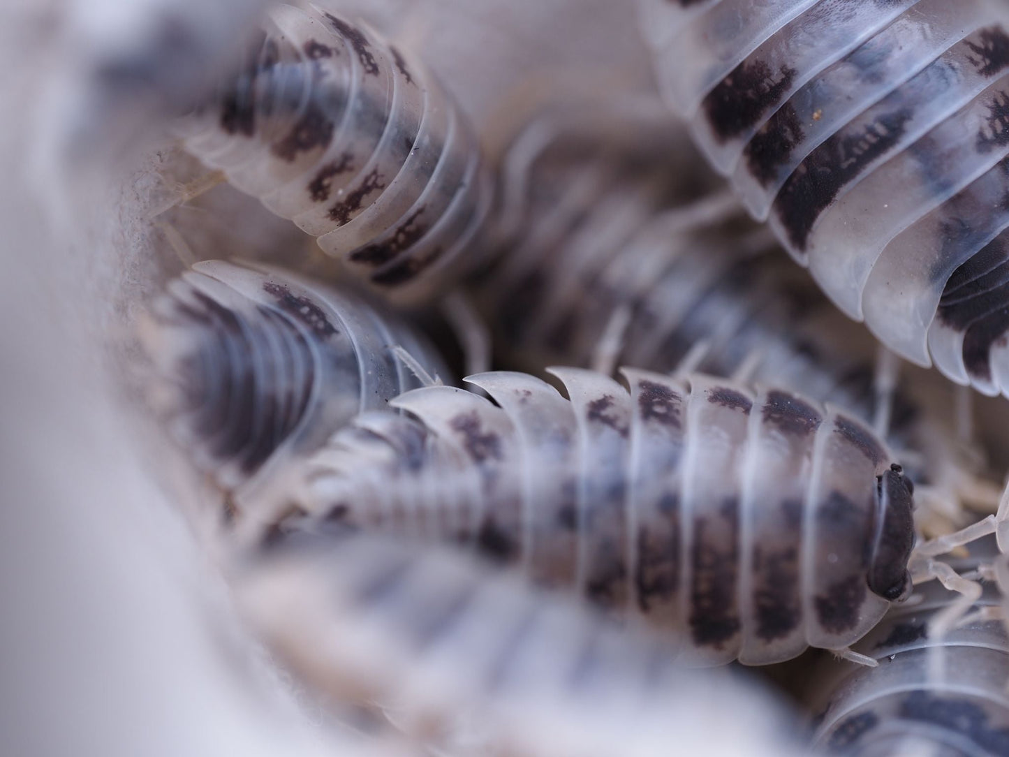 Dairy Cow Isopods (Porcellio laevis) - IHEARTBUGS, INC.