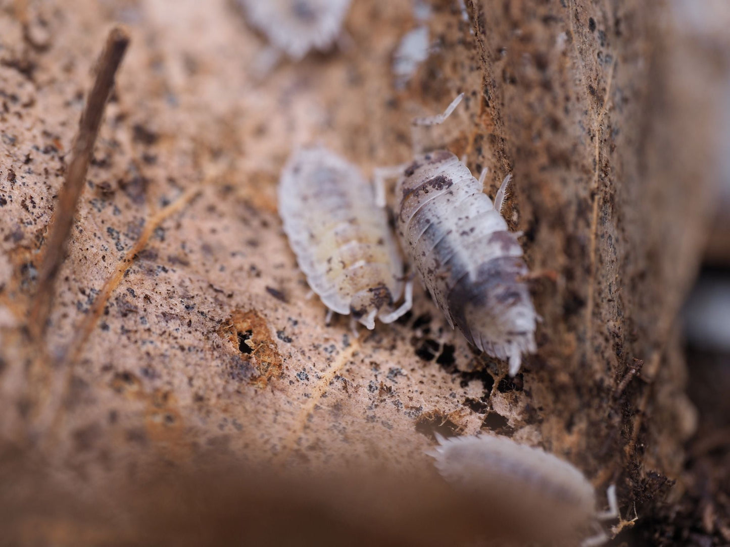 Dalmatian Isopods (Porcellio scaber) - IHEARTBUGS, INC.