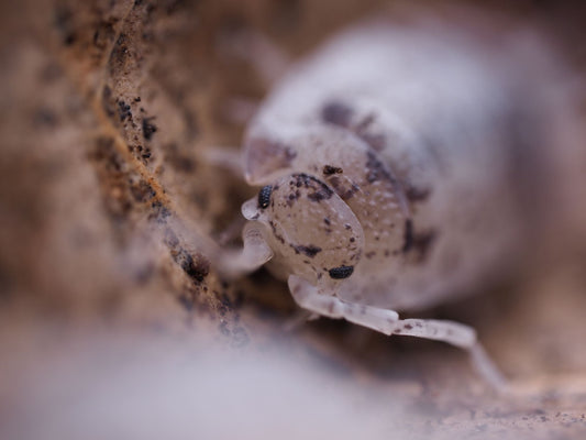 Dalmatian Isopods (Porcellio scaber) - IHEARTBUGS, INC.