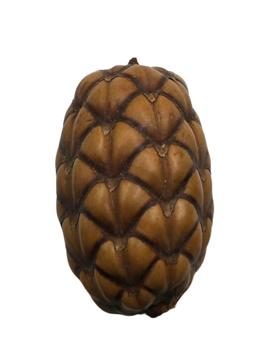 The I Heart Bugs Dragon Egg Pod (Uxi Pod) features a symmetrical, overlapping scale pattern and textured, diamond-shaped surface—perfect for use in bioactive terrariums or as unique aquarium botanicals.