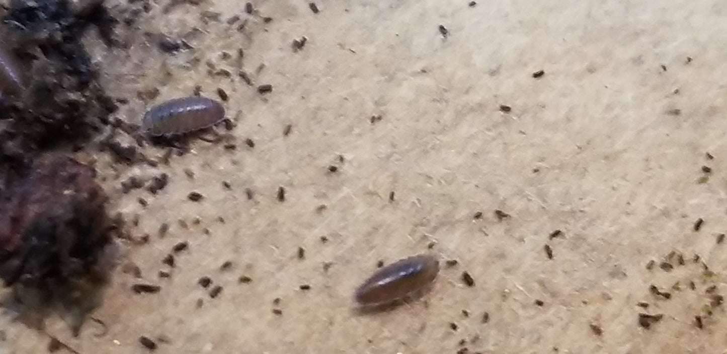 Close-up of I Got Bugs Dwarf Purple Isopods, small oval-shaped bioactive clean-up crew, on a brown cardboard surface with tiny black specks and organic debris in the corner; image is slightly out of focus.