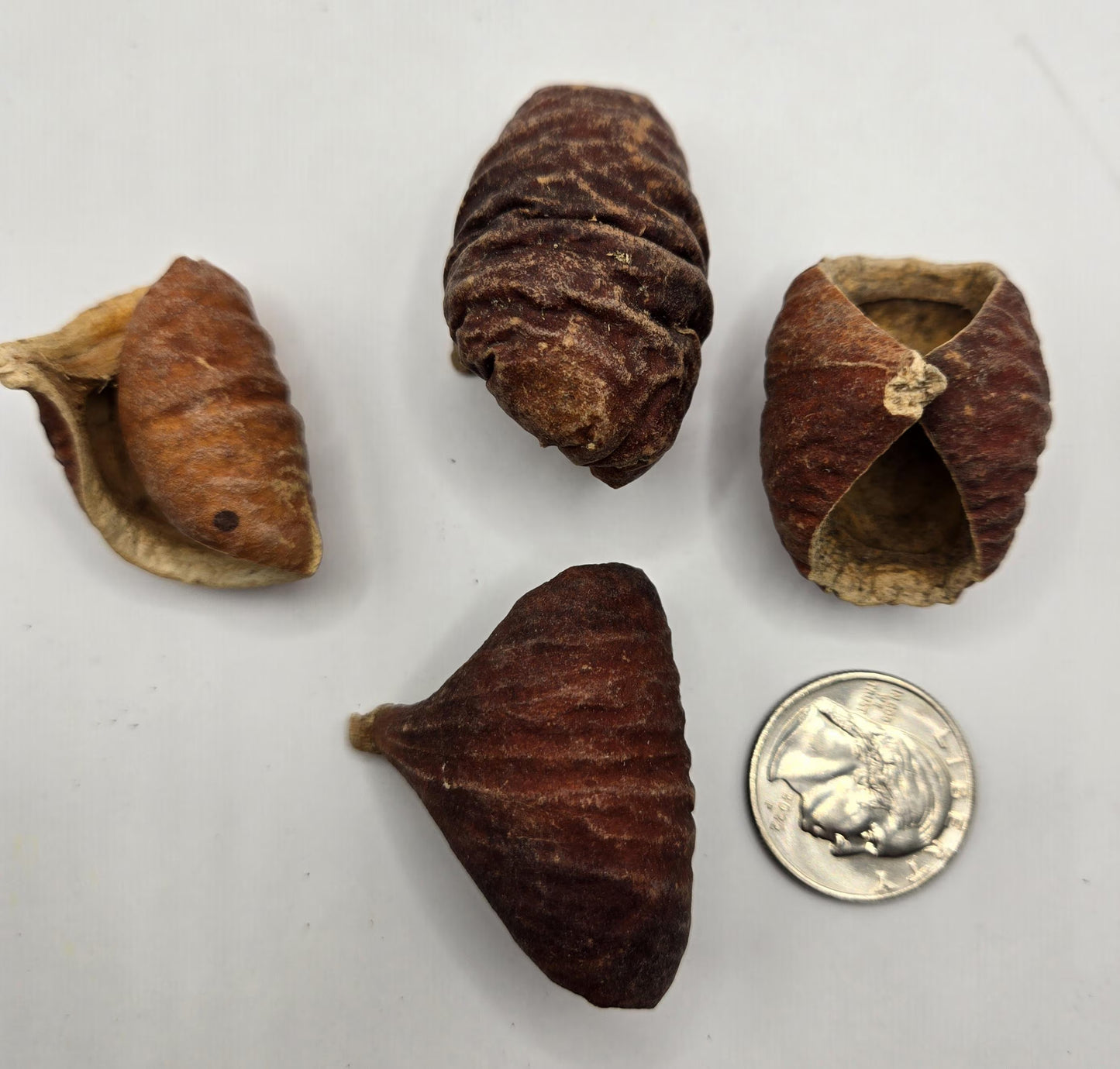 Four reddish brown dried seed pods that are curled and have textured surfaces near a coin for size reference