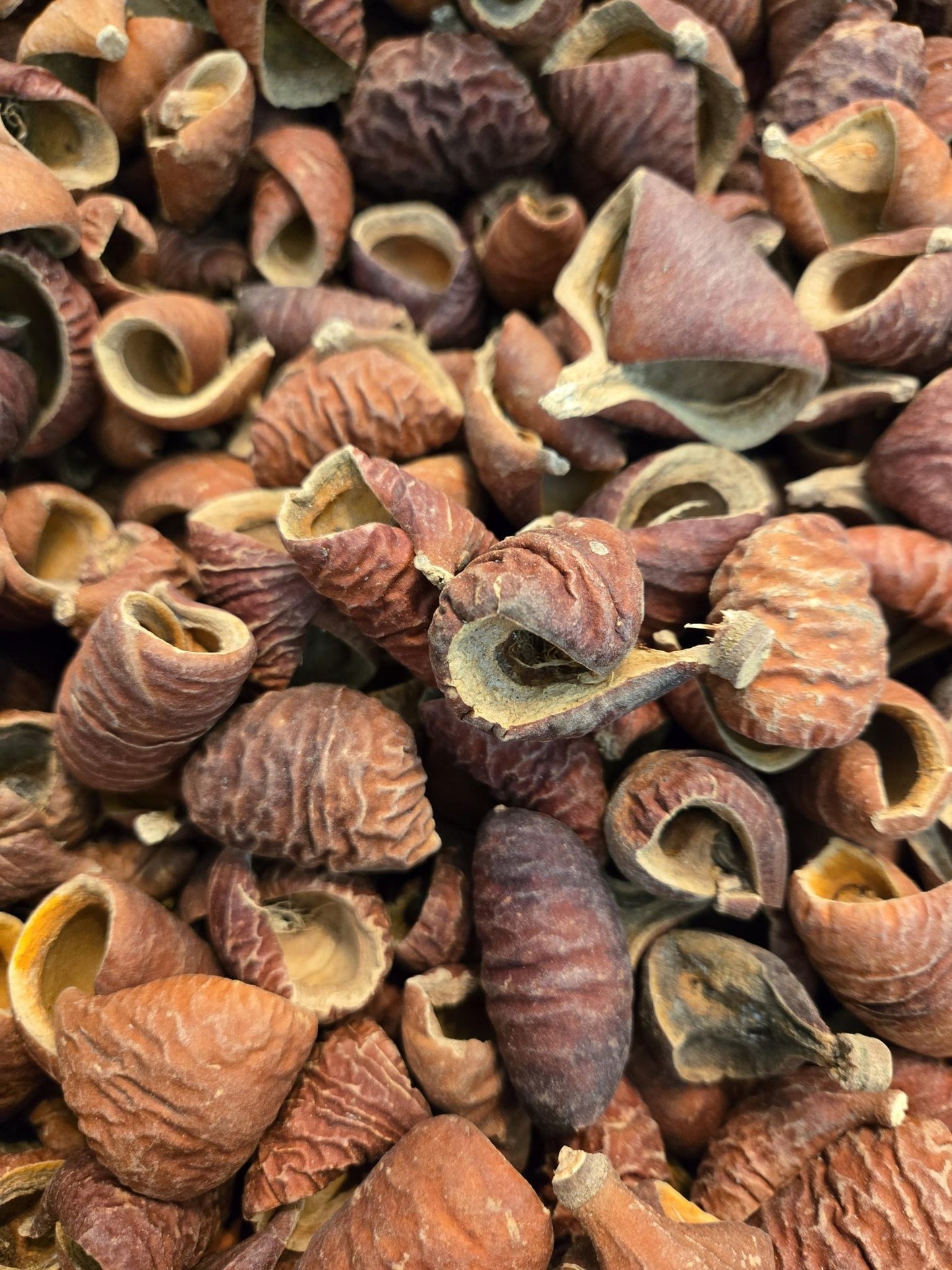 Many reddish brown dried seed pods in a pile that are curled and have a textured surface
