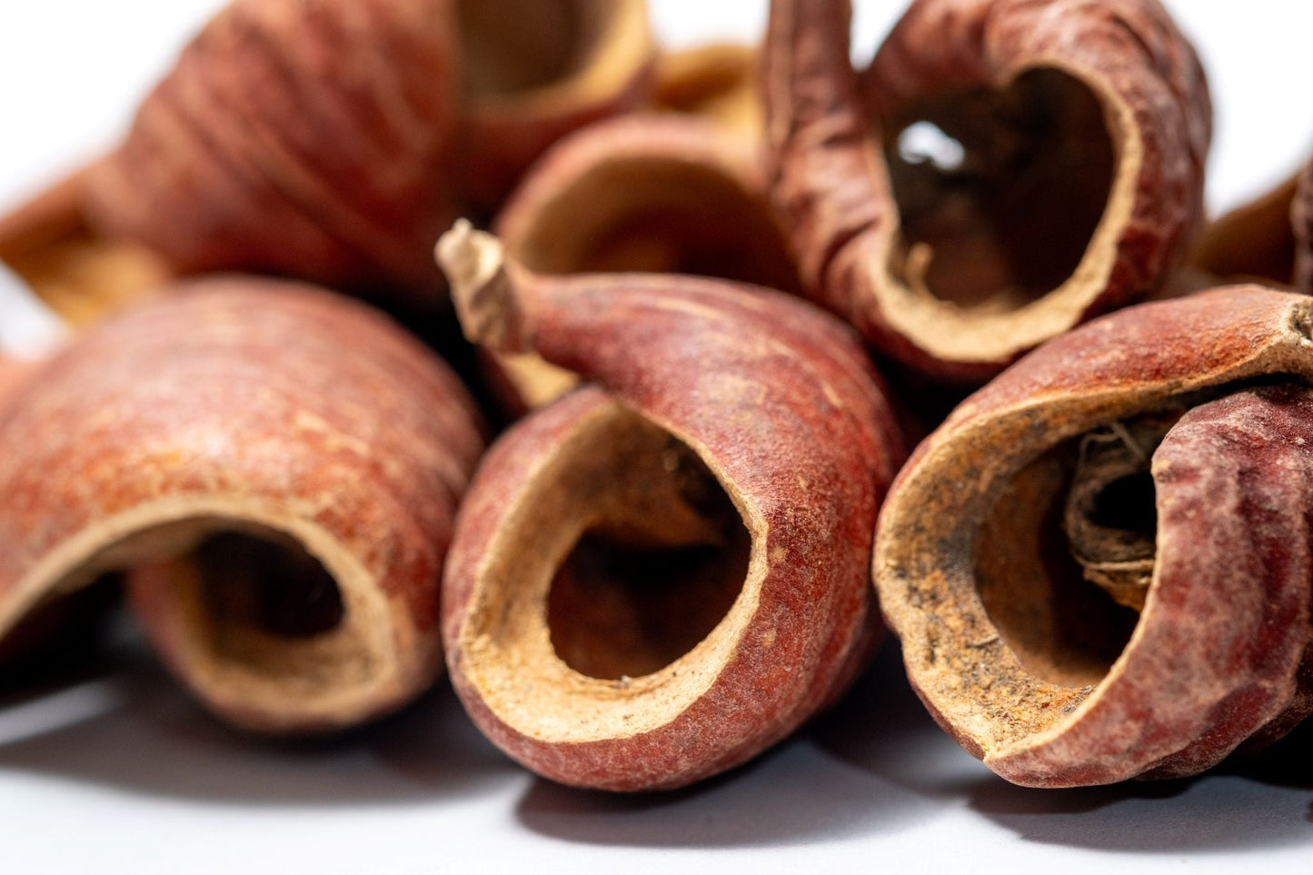 Close-up of several dried, curled, reddish-brown Dysoxylum Pods by I Heart Bugs, featuring rough textures and hollow centers, arranged on a white background—ideal for unique aquarium décor or natural displays.