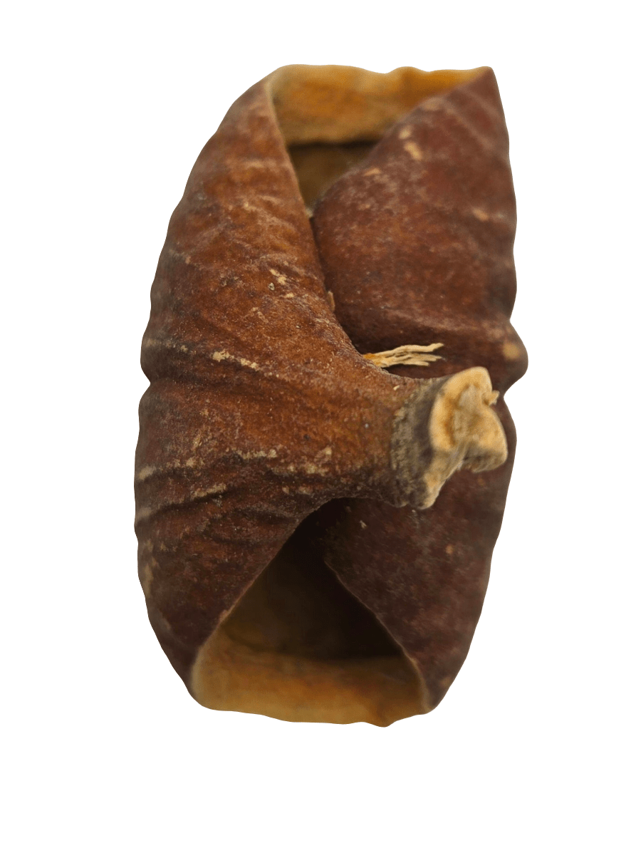 Dysoxylum Pods - 15 pods - IHEARTBUGS, INC.