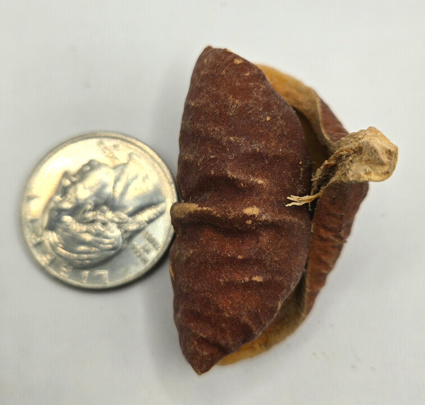 One reddish brown dried seed pod that is curled and has a textured surface
