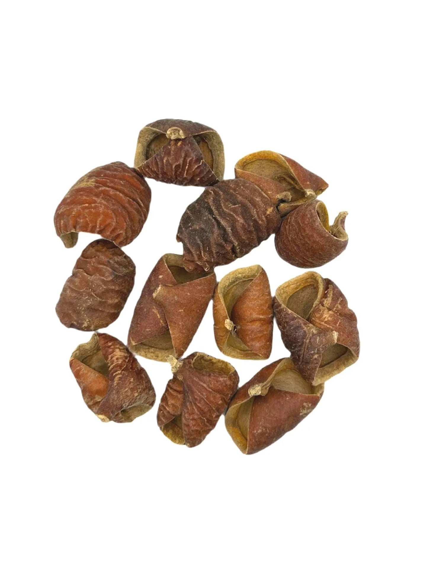 Twelve dried, curled brown Dysoxylum Pods by I Heart Bugs form a loose circle on a white background. Their textured, varied shapes make them perfect for unique aquarium décor or as natural display pieces.