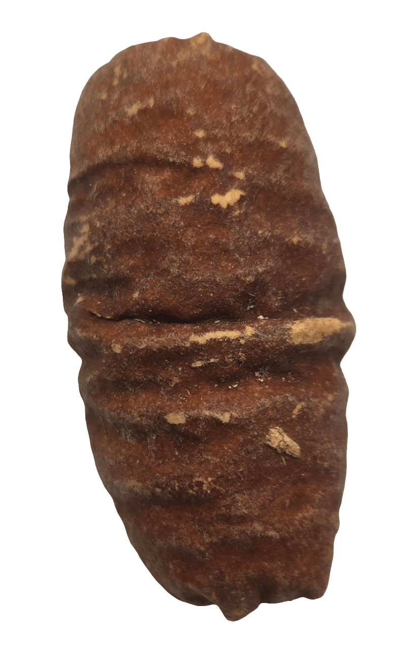 Dysoxylum Pods - 15 pods - IHEARTBUGS, INC.