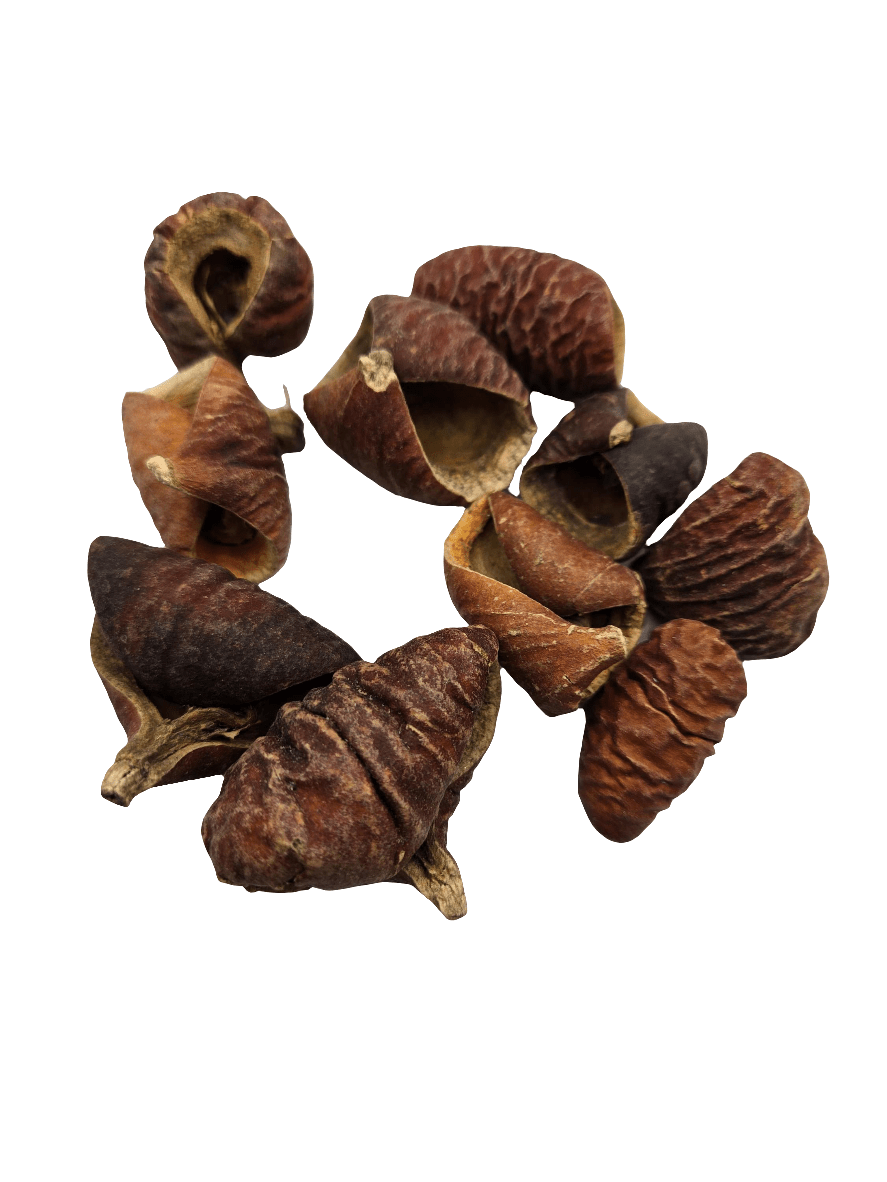Dysoxylum Pods - 15 pods - IHEARTBUGS, INC.
