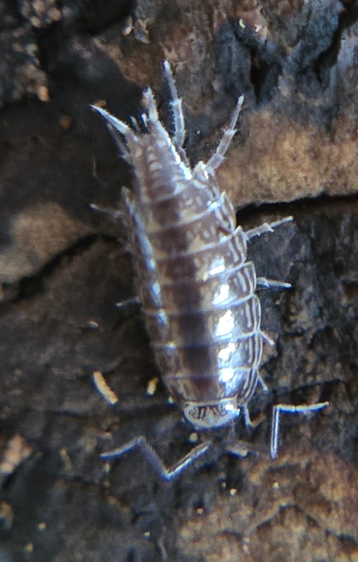Close-up of a Florida Fast Isopod (Atlantoscia floridana) from I Got Bugs on rough brown bark, showing its shiny gray segmented exoskeleton and many legs as part of the bioactive terrarium clean-up crew.