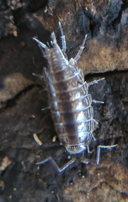 Close-up of a Florida Fast Isopod (Atlantoscia floridana) from I Got Bugs on rough brown bark, showing its shiny gray segmented exoskeleton and many legs as part of the bioactive terrarium clean-up crew.