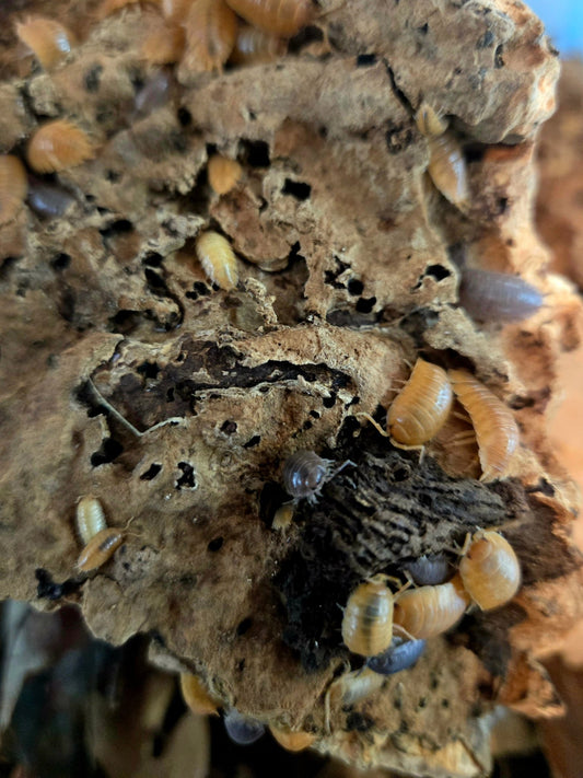 Giant Orange and Giant Gray Isopods (Porcellio laevis) - IHEARTBUGS, INC.