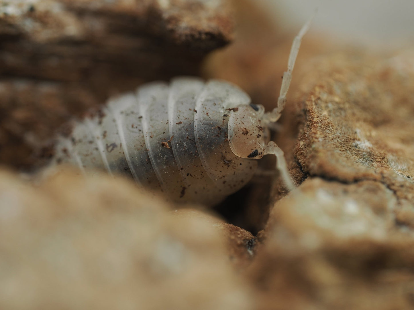 Giant White Isopods (Porcellio laevis) - IHEARTBUGS, INC.
