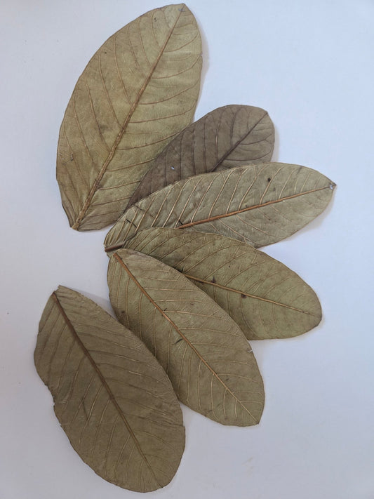 Guava Leaves - 25 Pack - IHEARTBUGS, INC.