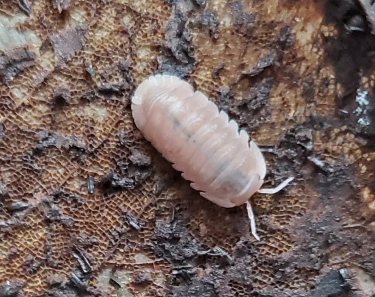 A close-up of a pale pinkish-white isopod on decaying brown material—featured in the Hermit Crab Bioactive Clean-Up Crew Pack by I Heart Bugs, perfect for enhancing bioactive crab enclosures.