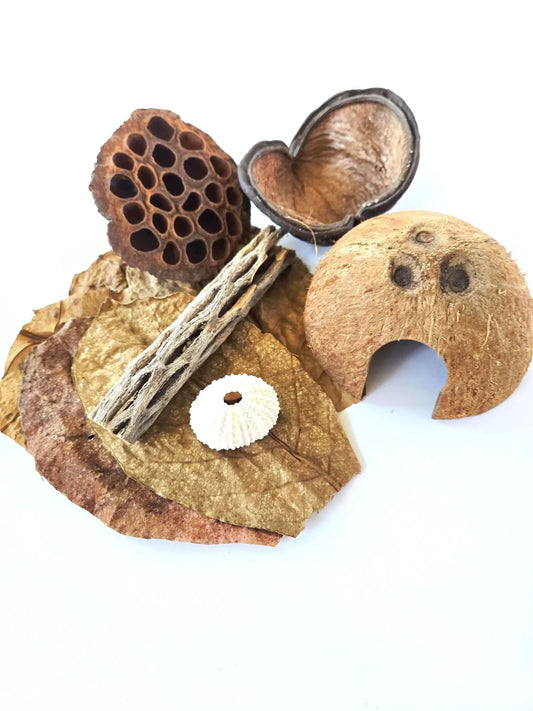 Hermit crab enrichment decor including a heart shaped jungle pod, half coconut shell cave with a door opening, brown dried leaves, a cholla wood stick which has webbing like holes, a pink sea urchin shell, and a lotus seed pod on a white background