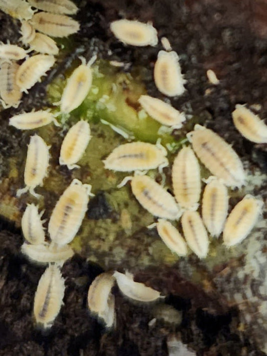Close-up of the Hognose Snake Bioactive Clean-Up Crew Pack from I Heart Bugs: several pale, segmented isopods cluster together on a damp, rough surface, scavenging as an effective clean-up team.