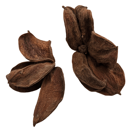 The I Heart Bugs Imperfect Land Lotus Seed Pods have rough, textured brown surfaces and multiple open segments, perfect as terrarium supplies or aquarium botanicals.