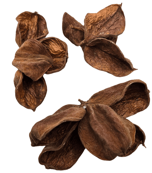 Close-up of three Imperfect Land Lotus Seed Pods by I Heart Bugs with rough, wrinkled surfaces. Each pod is split open, displaying curved sections. The white background highlights these aquarium botanicals and their natural texture.