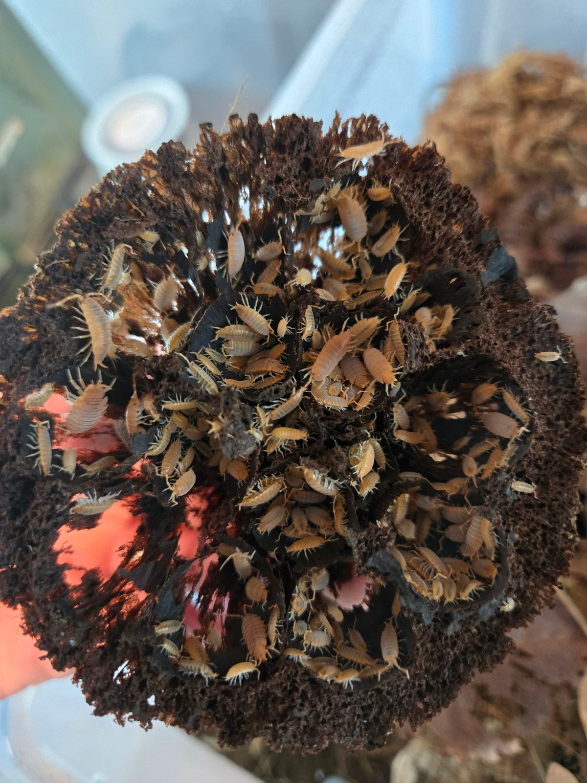 Imperfect Lotus Seed Pods - IHEARTBUGS, INC.