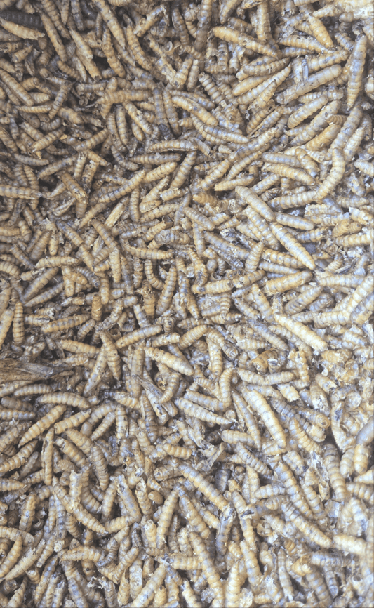 I Heart Bugs Dried Black Soldier Fly Larvae are plump, beige and brown, with segmented, ridged bodies arranged in a textured, overlapping pattern—perfect as nutritious isopod food.